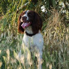 Engelsk springer spaniel Bess