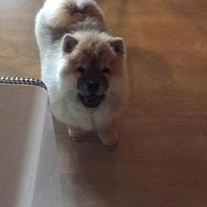 Chow chow Chuck