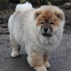Chow chow Chuck