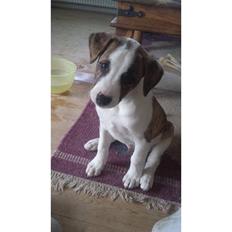 Blanding af racer Iron