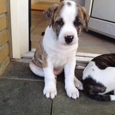 Blanding af racer Iron