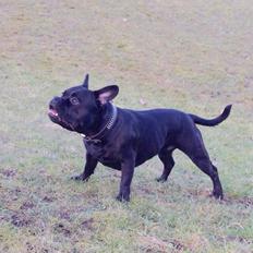 Blanding af racer Bosco