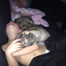 Blanding af racer Misha