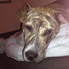 Blanding af racer Misha