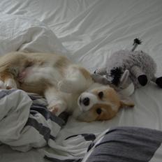 Welsh corgi pembroke Humphrey