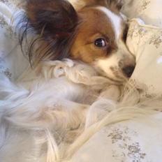 Papillon Smilla