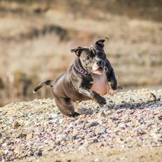 Staffordshire bull terrier Chayla
