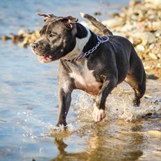 Staffordshire bull terrier Chayla