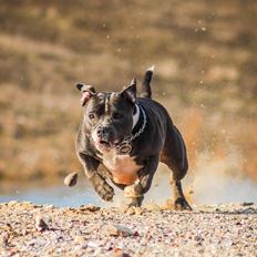 Staffordshire bull terrier Chayla