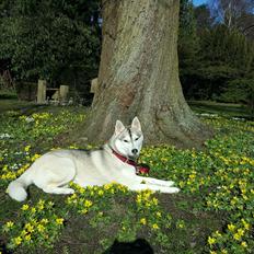 Siberian husky Mesmocan Karu Manta (Karu)