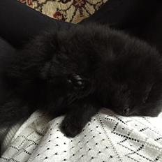 Kleinspitz Von-Spitzie's Gizmo