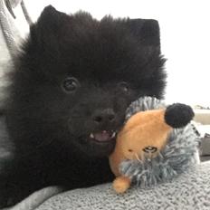 Kleinspitz Von-Spitzie's Gizmo