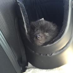 Kleinspitz Von-Spitzie's Gizmo