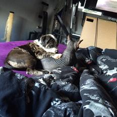 Olde english bulldogge Jeff