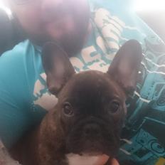 Fransk bulldog Chloé 