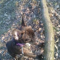 Fransk bulldog Chloé 