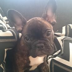 Fransk bulldog Chloé 