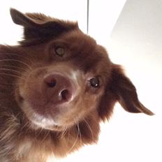 Nova scotia duck tolling retriever Take It Easy (Easy)