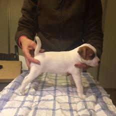 Jack russell terrier Demant's Connie af Top Noch (Saga)