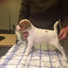 Jack russell terrier Demant's Connie af Top Noch (Saga)