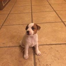 Jack russell terrier Demant's Connie af Top Noch (Saga)