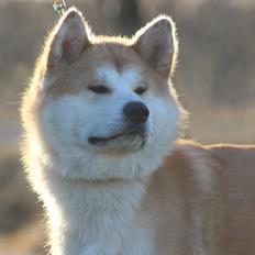 Akita inu Akihiko