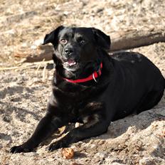 Blanding af racer Tyson