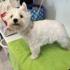 West highland white terrier Mille