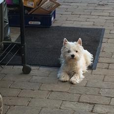 West highland white terrier Mille