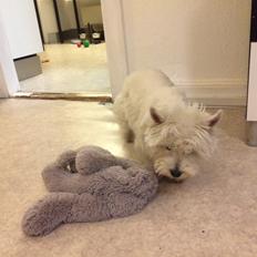 West highland white terrier Mille