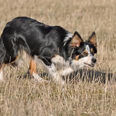 Border collie Chut