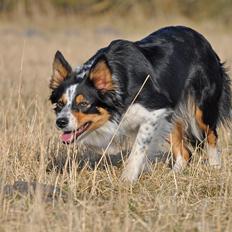 Border collie Chut