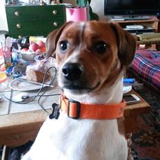 Glathåret foxterrier Jack