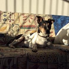 Dansk svensk gaardhund Boldt