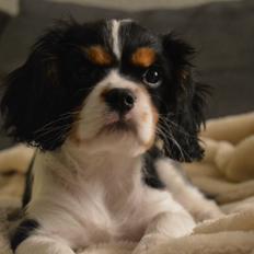 Cavalier king charles spaniel Liva