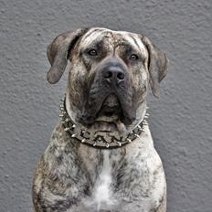 Dogo canario DKCH Aforija Fuerza Bull