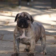 Dogo canario DKCH Aforija Fuerza Bull