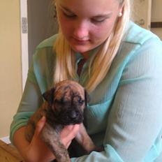 Dogo canario DKCH Aforija Fuerza Bull