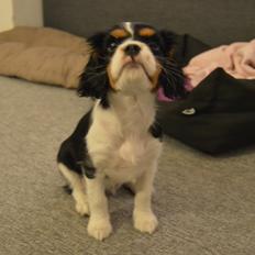 Cavalier king charles spaniel Liva