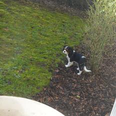 Cavalier king charles spaniel Liva