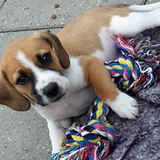 Blanding af racer Beagle/Dansk-svensk gårdhund - Egon