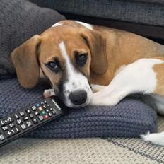 Blanding af racer Beagle/Dansk-svensk gårdhund - Egon