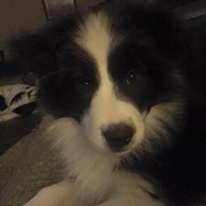 Border collie Grace Canis Can't Deny