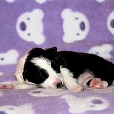 Border collie Grace Canis Can't Deny