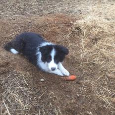 Border collie Grace Canis Can't Deny