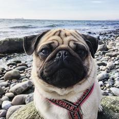 Mops Elvis