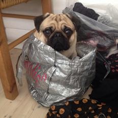 Mops Elvis