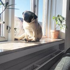 Mops Elvis