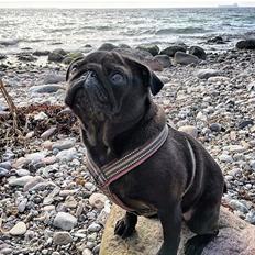 Mops Berta