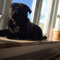Mops Berta